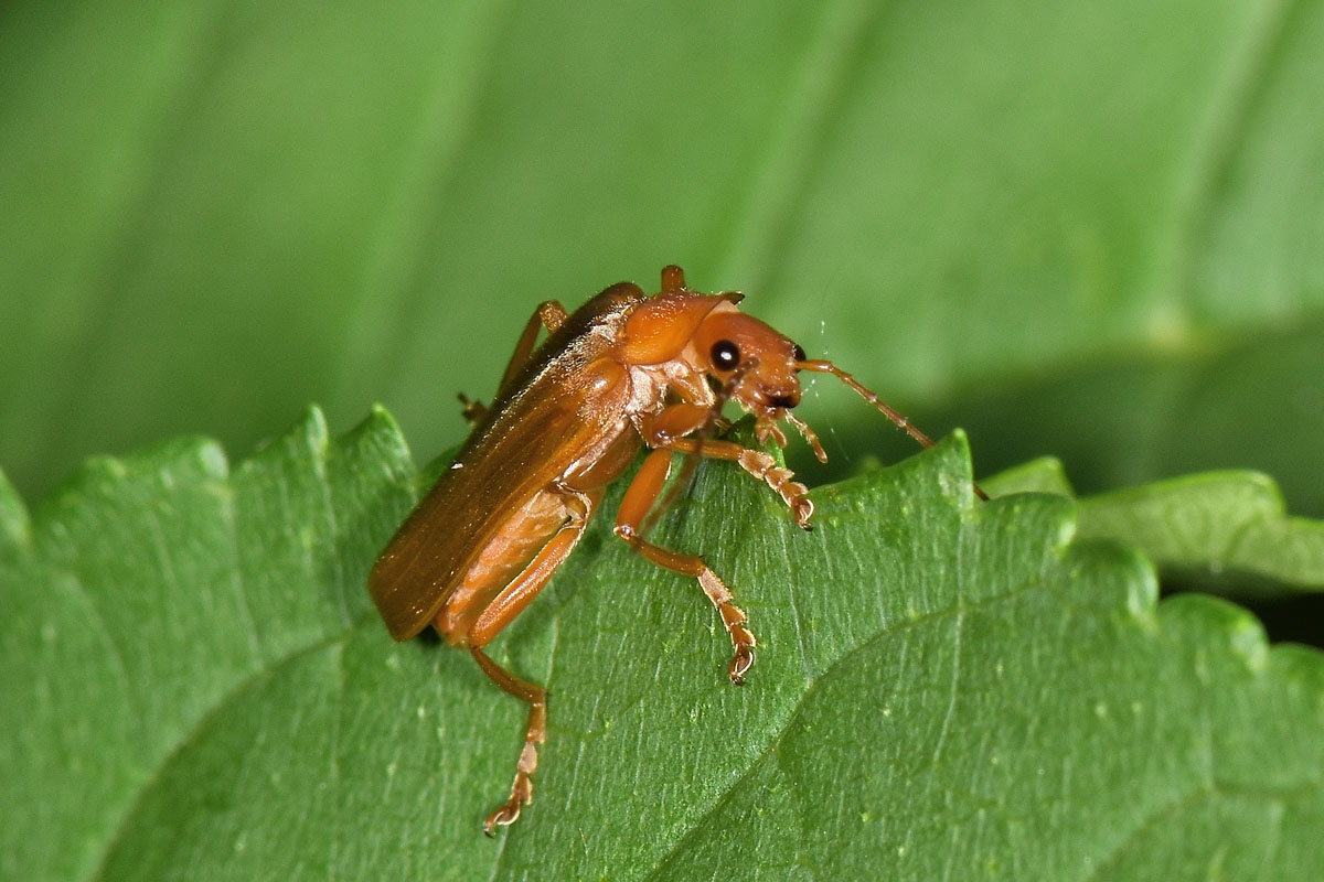 Cantharidae: Cantharis sp?....Cantharis gr. pallida opp. Podistra rufotestacea